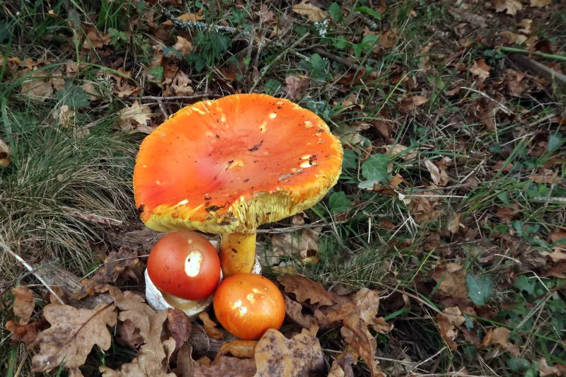 Amanita caesarea 4 - IMG_7990
